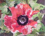 RED POPPY 2-300