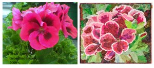 geranium-designing