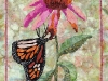 coneflower-and-the-monarch