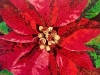 poinsettia-quilt-s-copy