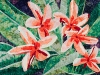 ruby-plumeria-and-guest-quilt